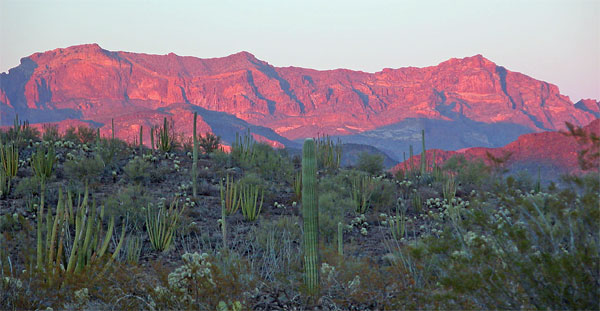 Sunset on Ajo Mountains