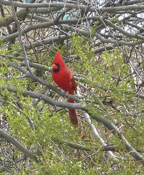 redbird on  green tree