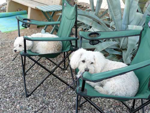 Dogs in Camp Chairs