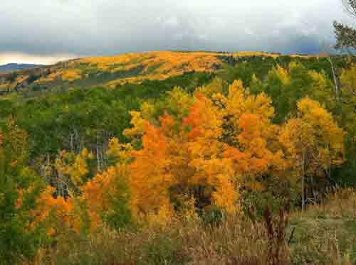 Aspen Gold