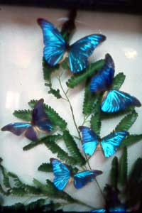Blue Morpheus Butterflies