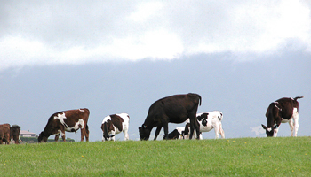 Dairy Cows