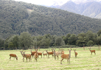 Herd of Deer