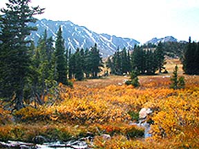 Trail to Jasper