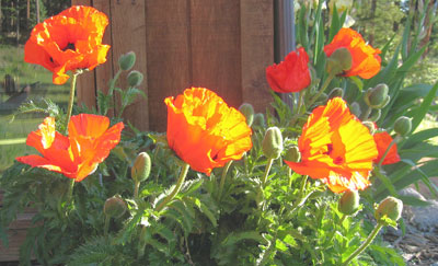 Oriental Poppies