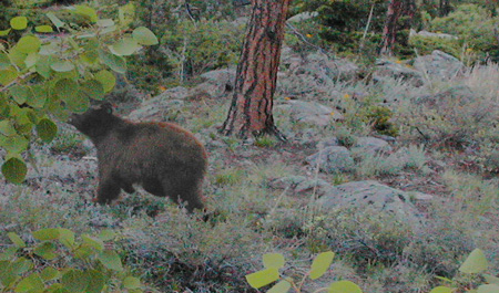 Bear in Woods