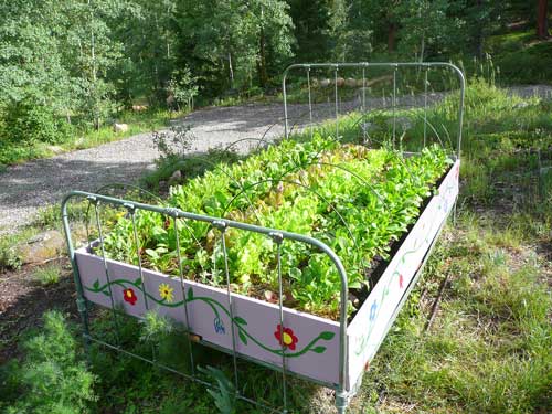 Veggie Bed