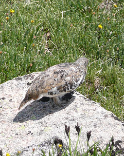 Mountain Bird