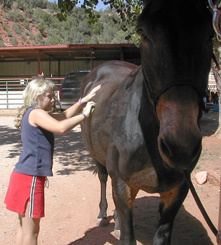 grooming horse
