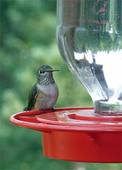 Hummingbird