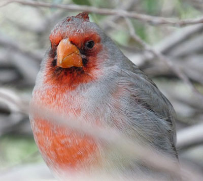 Sonoran Museum Cardinal