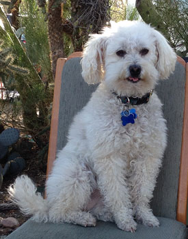 Lucy on Chair