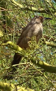 Curved Bill Thrasher