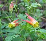 Wild Red Columbine