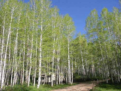 Buckboard Campground