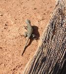 Gecko