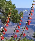 Scarlet Bugler