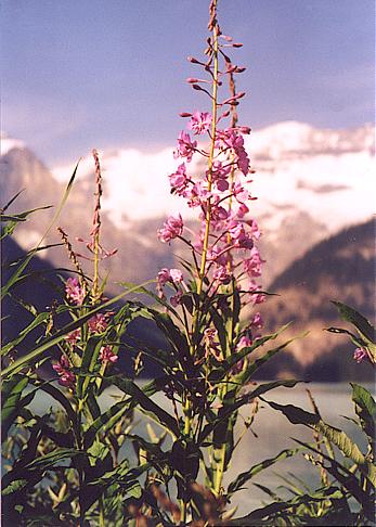 Lake Louise