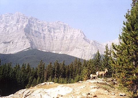 Bighorn Sheep