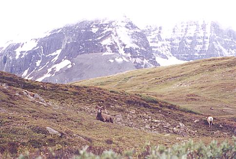 Bighorn Sheep