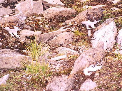 Ptarmigan