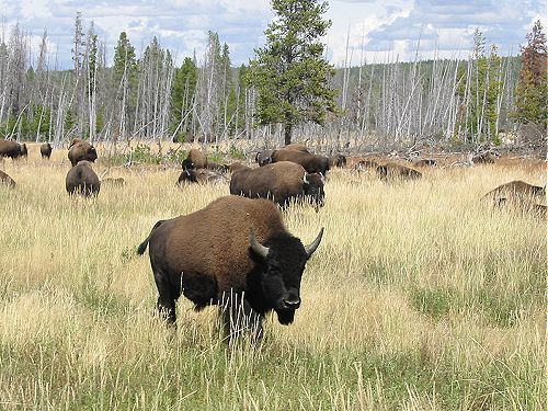 Yellowstone National Park